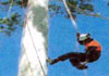 Highland Trees & Garden Services