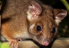 Possums Plus