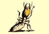 Ogay Pest Control