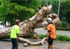 Arborcare Tree Service