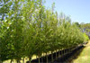 Ronneby Advanced Trees