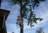 APT Tree Lopping