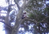 Adamstown Tree Service