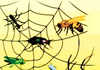 Jodan Pest Control