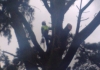 OConnor Tree Services