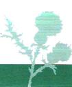 All Weed Solutions