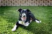 Eco-Lush Synthetic Lawns & Landscaping
