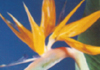 Birds Of Paradise Gardening Services