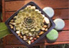 Brad Turk Landscape Design & Construction