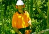 Centenary Tree Services