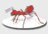 All In One Pest Control