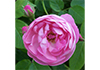 Jill Weatherhead Garden Design