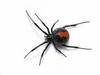 A One Pest Control