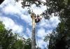 Galeforce Tree Services