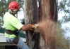 All Season Tree Service