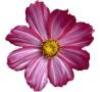 About Blooming Time