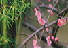 Essential Feng Shui