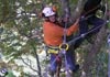Tree Solutions