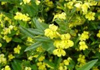 Indigenous Gardens Pty Ltd