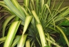 Max Scott Lawn Mowing Services Pty Ltd