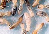 21st Century Pest Management Services Pty Ltd