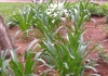 Green With Envy Property Maintenance