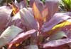 Lilyfield Landscape Design