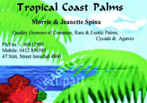 Tropical Coast Palms