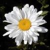 Crazy Daisy Plantscapes