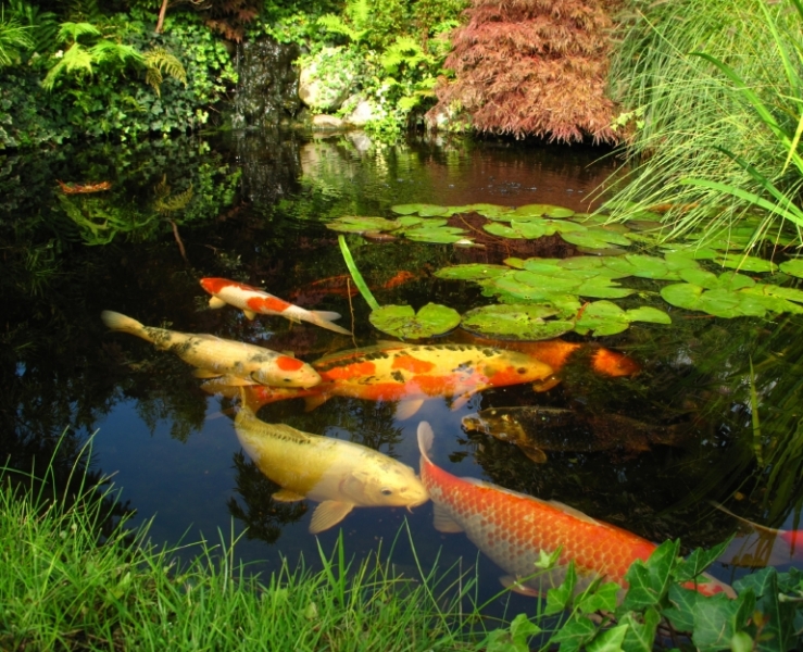 Fish Ponds - hipages.com.au