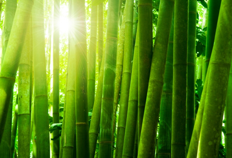 Versatile Bamboo - hipages.com.au