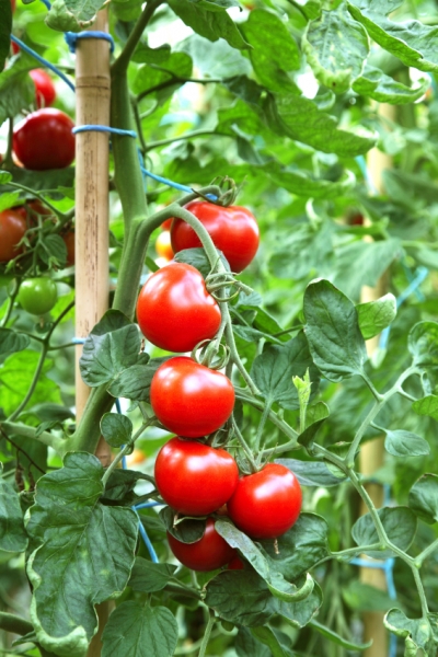 Growing Tomatoes - hipages.com.au