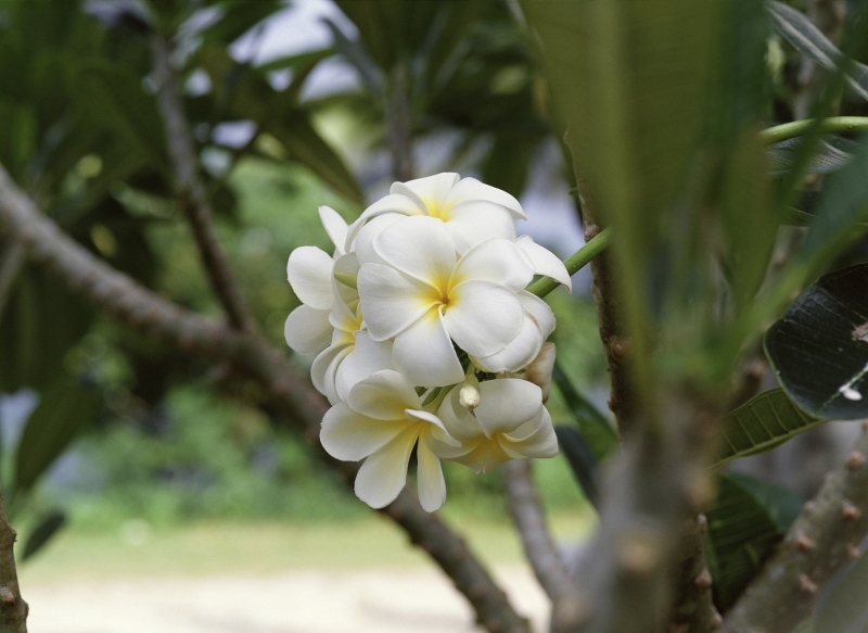 How to Grow Frangipani from Cuttings