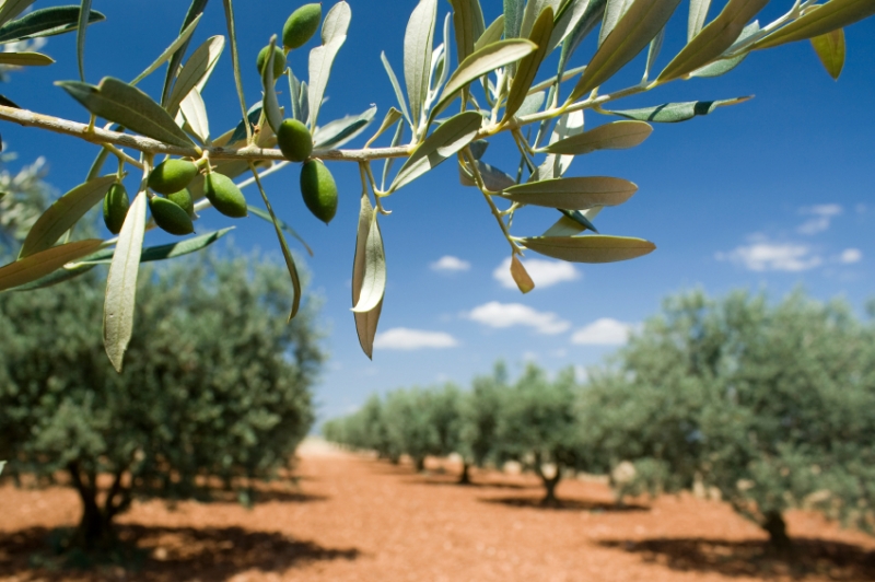 Growing Olives Home Improvement Pages
