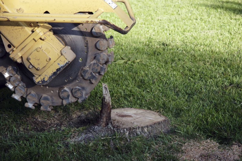 How much does tree stump removal cost? [2024]