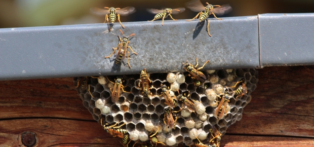 How to get rid of wasps from your backyard