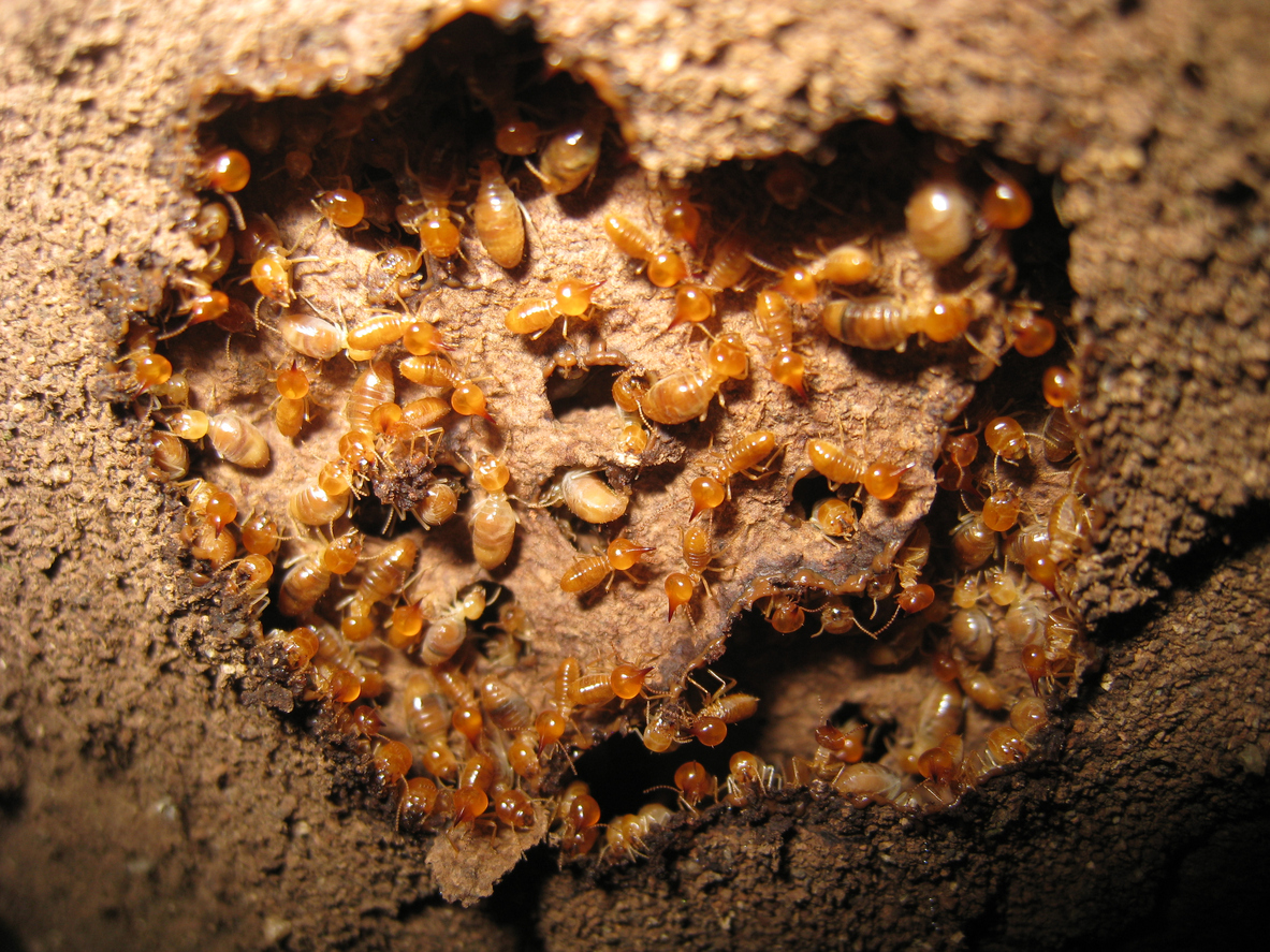 How To Tell If You Have Termites (Australia) - hipages.com.au