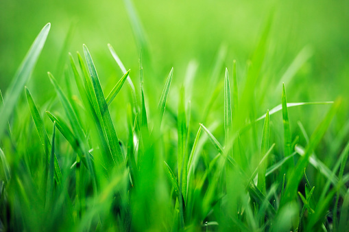 Identify Your Lawn Grass