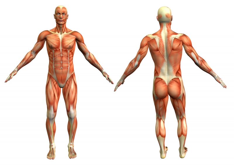 Kinesiology