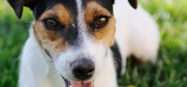 Jack Russell Terrier