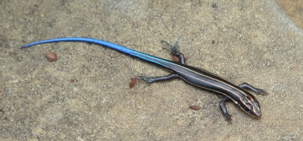 Caring For A Skink