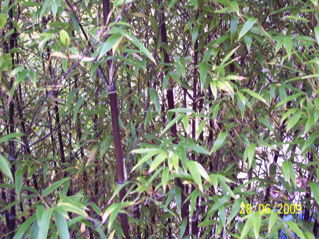 Western Bamboo Servicing Perth metro area and regional WA and SA