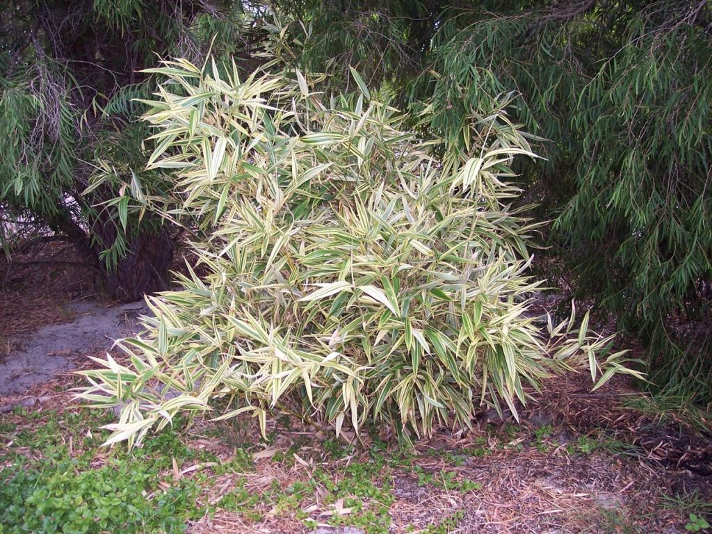 Running Bamboo Galleries Western Bamboo