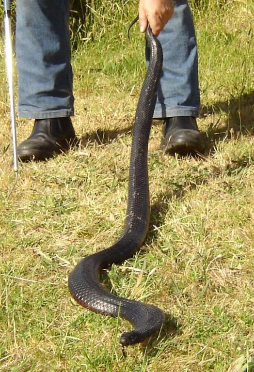 Snake Catcher Mornington Area, Portsea, Frankston, Mt Martha