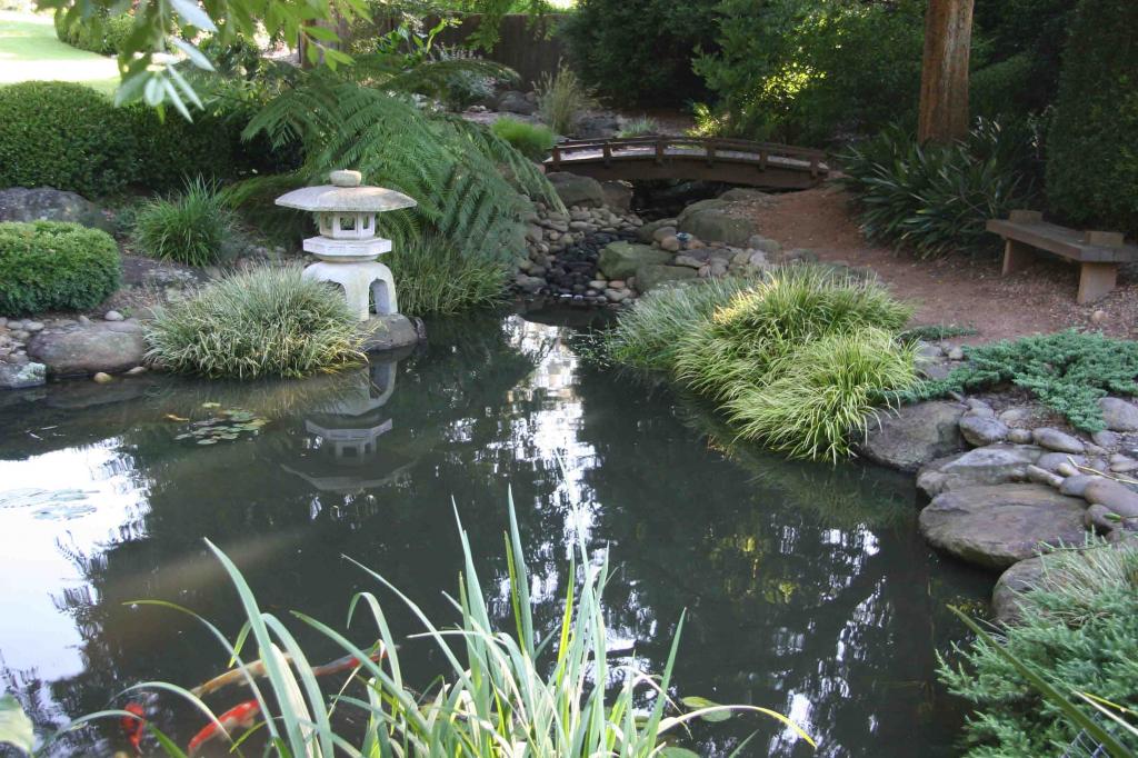 6 tips on how to build and maintain a koi carp pond ...