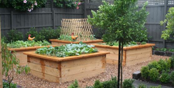 Vegetable Garden Design Ideas - Get Inspired by photos of Vegetable Gardens from Australian ... on Veggie Patch Design
 id=38741