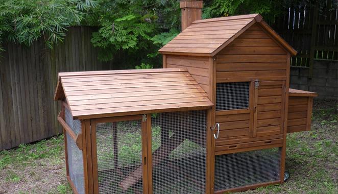 Backyard Chicken Brisbane Petpages Com Au