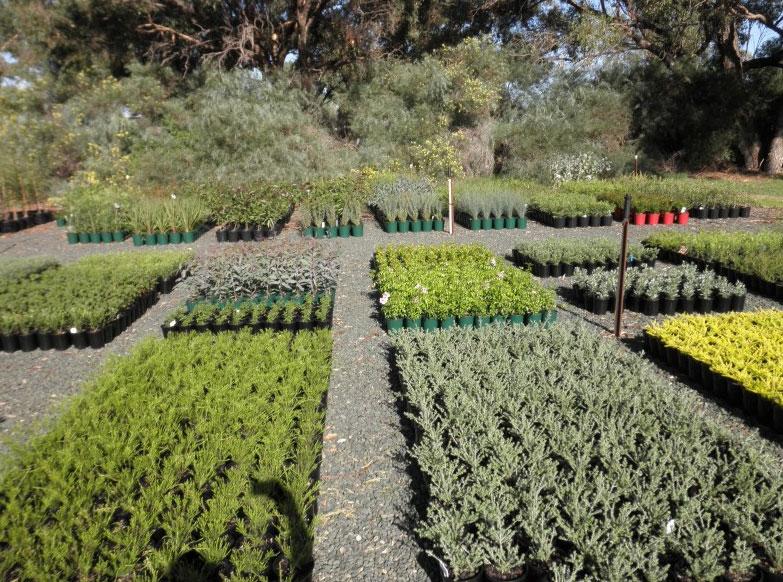 Rochester Native Nursery Rochester, Victoria Scott