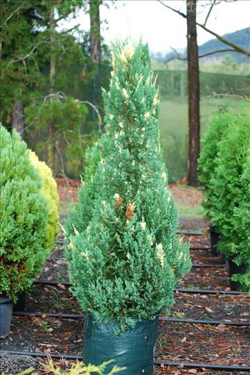 Our Conifers - Galleries - The Laurels Nursery