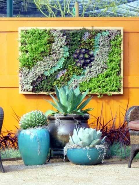 Grow a cactus and succulent garden - hipages.com.au